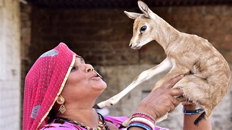 indian women breastfeeding deer|In Rajasthan, Bishnoi Woman Breastfeeds Baby Deer. Respect, Tweets .